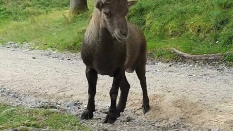 Capricorn wild wild animal