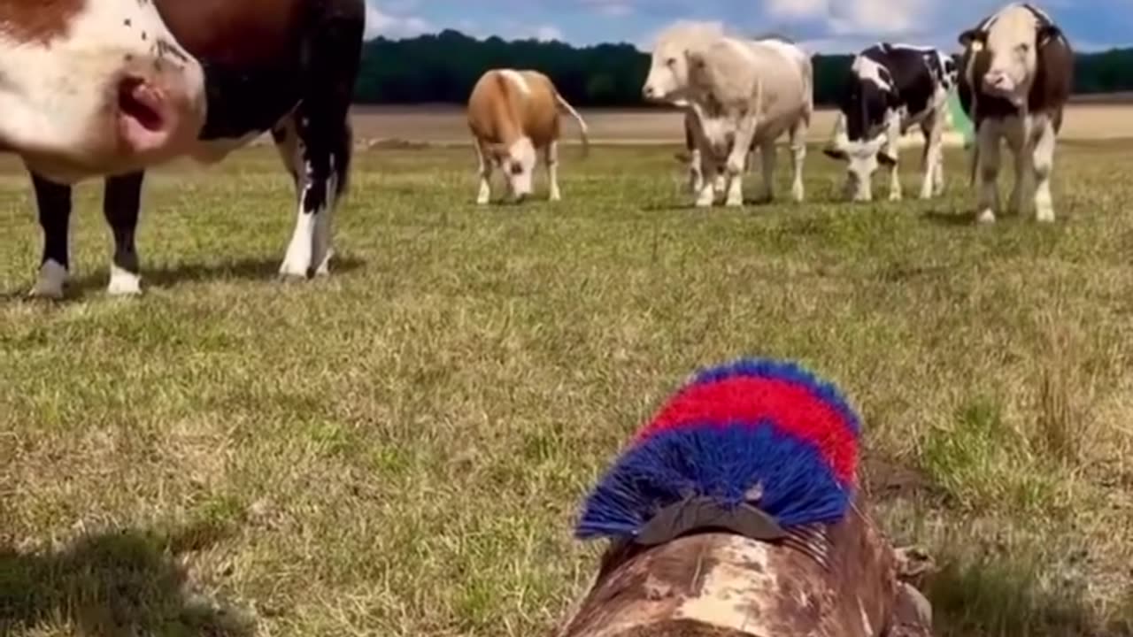 A massage for giants: cows enjoying a good scratching