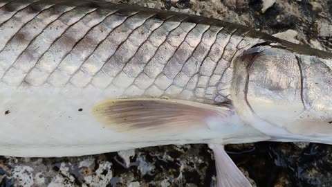 Icw gar