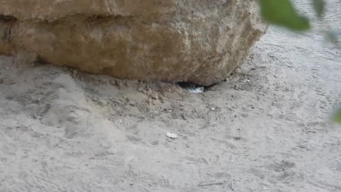 Rattlesnake hiding under a 'Caution Rattlesnakes' sign.