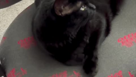 Precious Piper Prepares to Pose for a Magazine Cover - Adopting a Cat from a Shelter Vlog #shorts