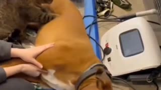 😂🐾 Wait For The Adorable Healing Paws Moment! | FunFM