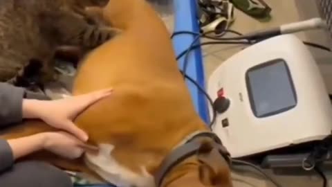 😂🐾 Wait For The Adorable Healing Paws Moment! | FunFM
