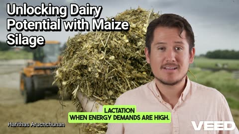 Maximize the Milk Days with Maize Silage