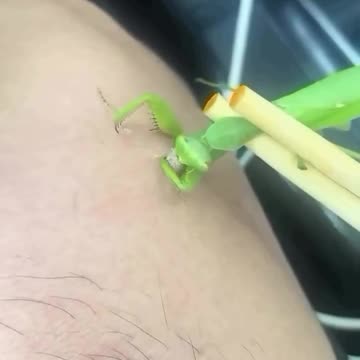 FDA approved wart removal procedure: 💯(not really)