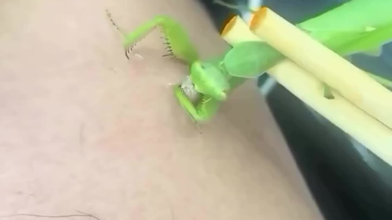 FDA approved wart removal procedure: 💯(not really)