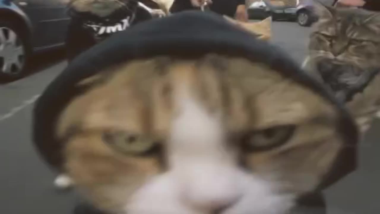 Og car gangs