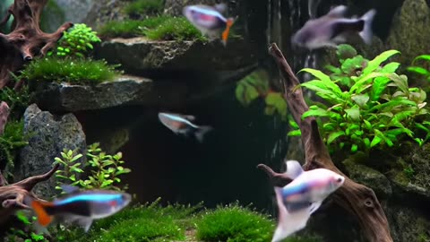 True Relaxation: Discovering the Magic of Aquascaping