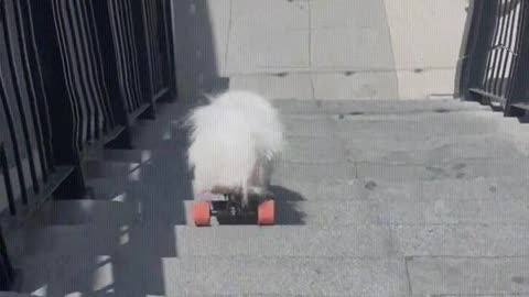 The dog plays skateboard down the stairs