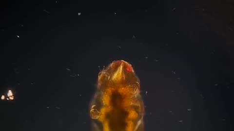 🧠✨ Meet the Water Bear: The Most Resilient Animal on Earth! | FeedMyCuriosity