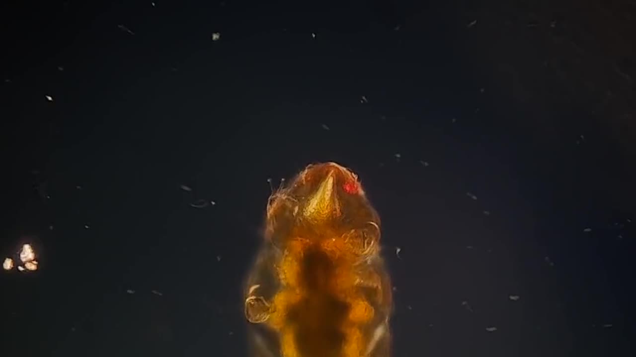 🧠✨ Meet the Water Bear: The Most Resilient Animal on Earth! | FeedMyCuriosity