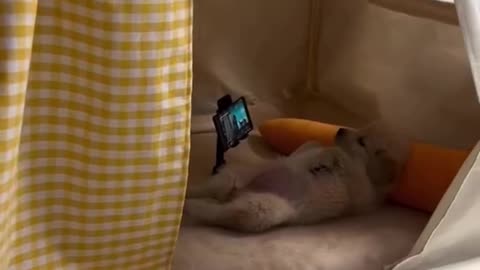 POV golden retriever