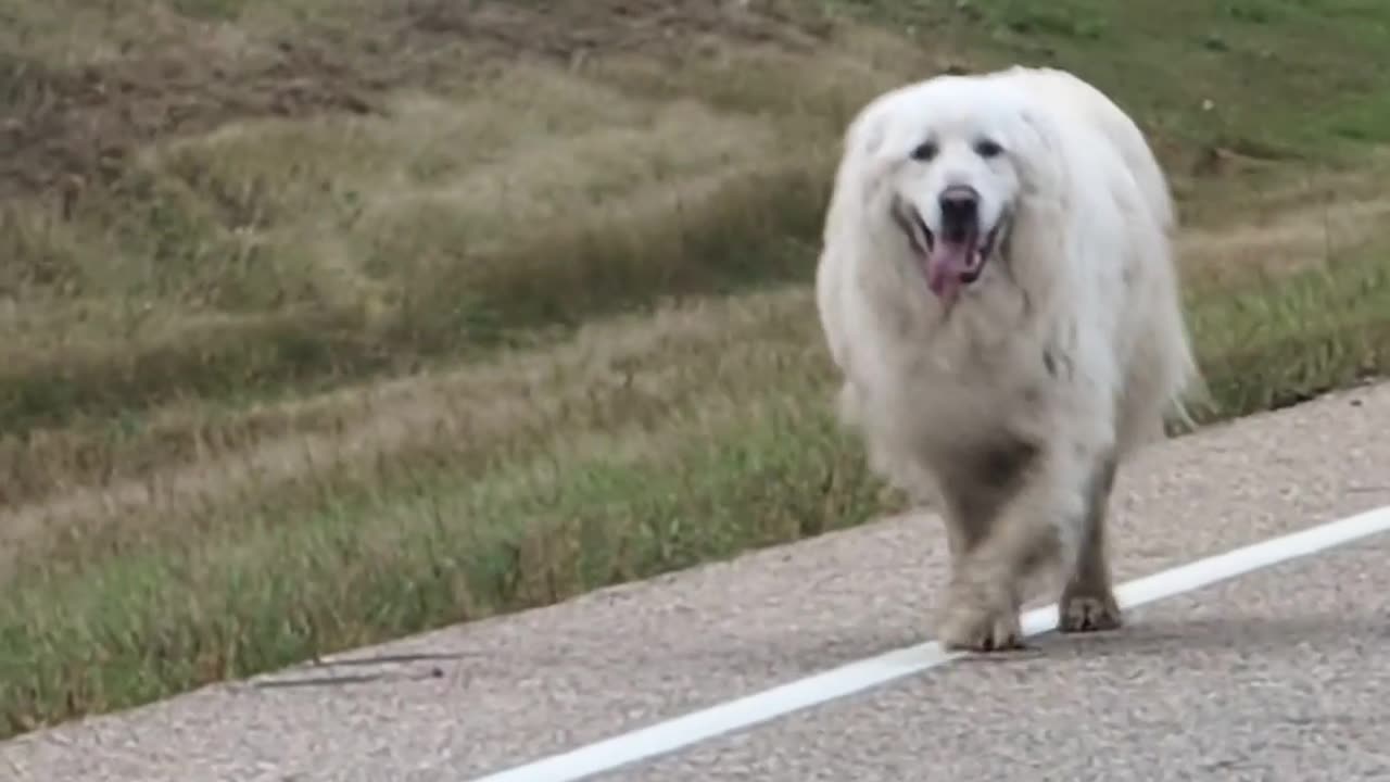 Dog and Deer Take a Morning Stroll Together