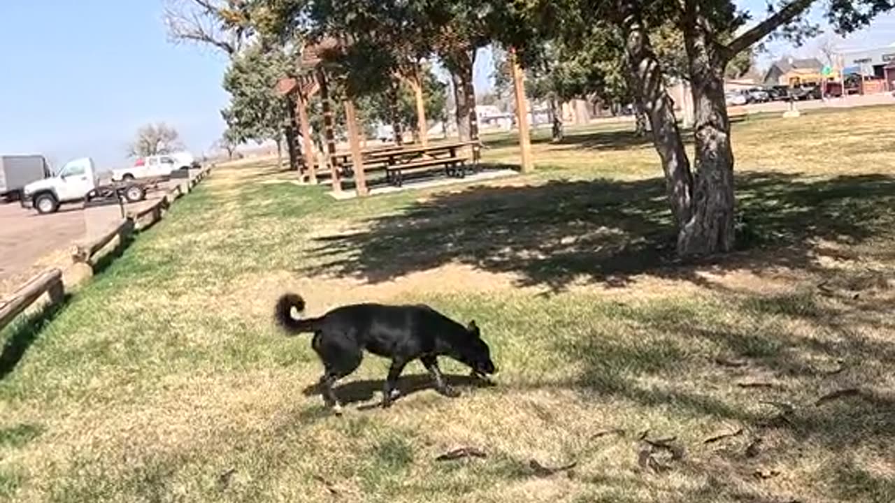 🐕🌳🌞❤️🐾🐕‍🦺 #adventure #doglover