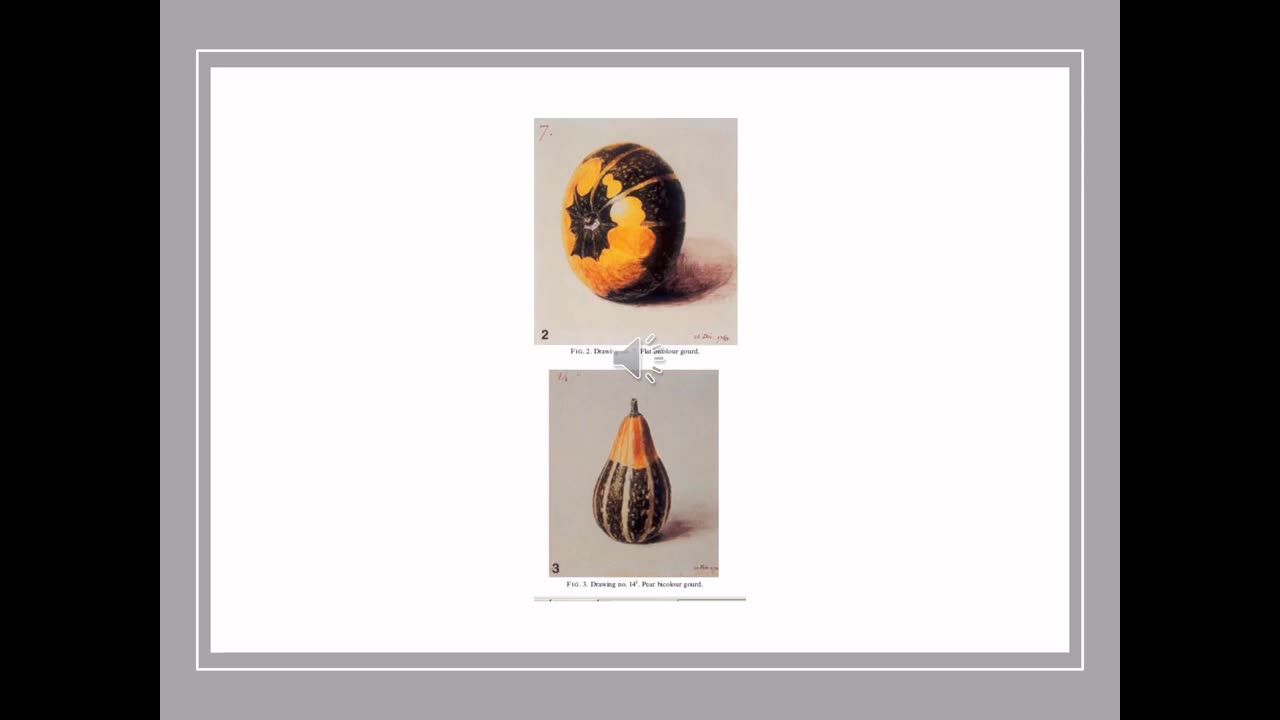 Agri Art 8 Squash Art