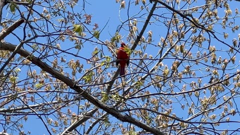 Male Cardinals belting out songs trying to attract a mate