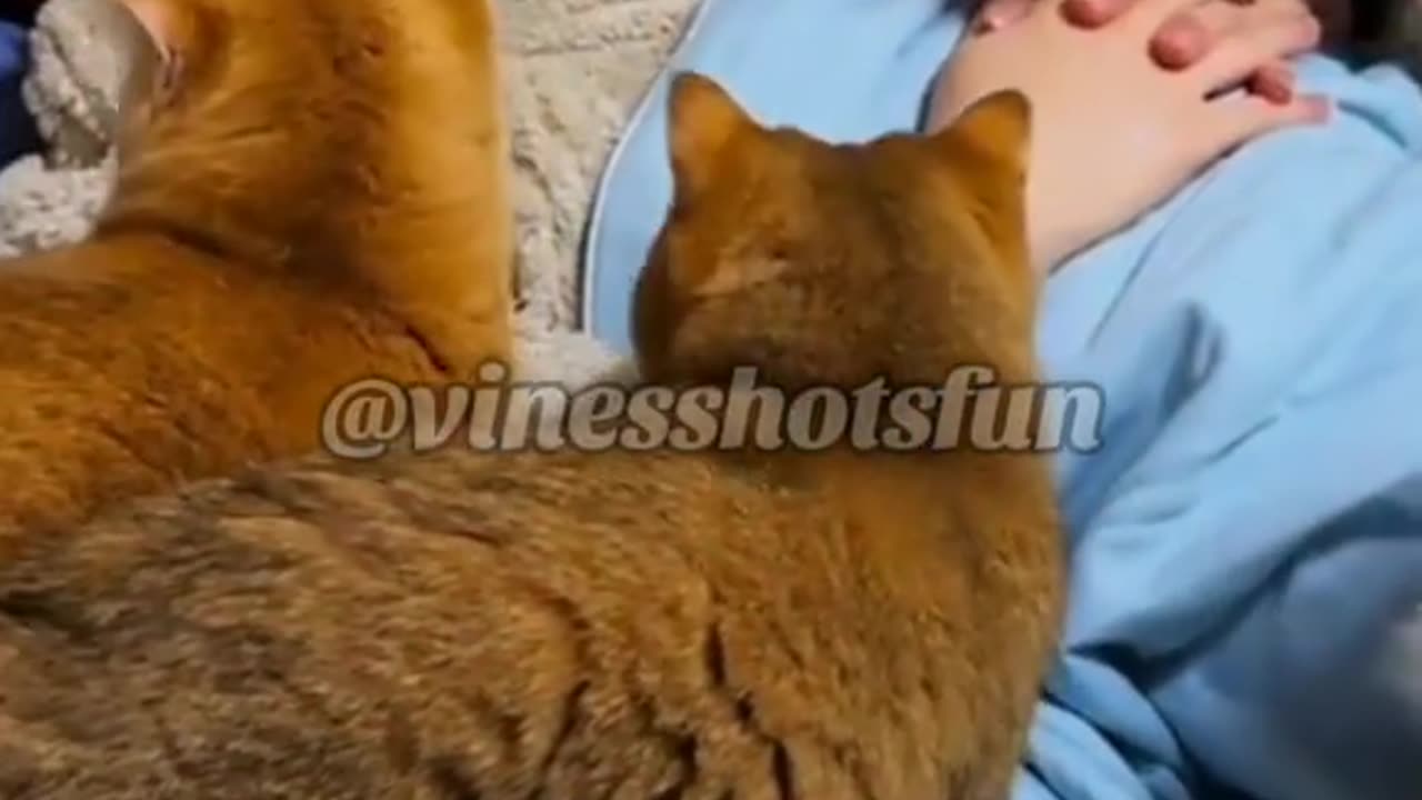 The boss is sick, all the cats are sad 🥺💔