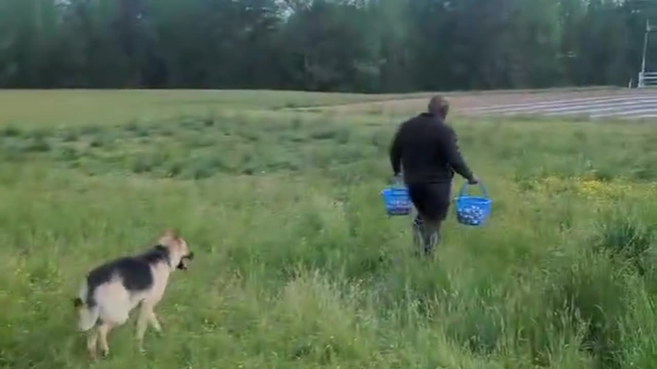Awesome design mobile chicken coop! 🥚🐔🤍
