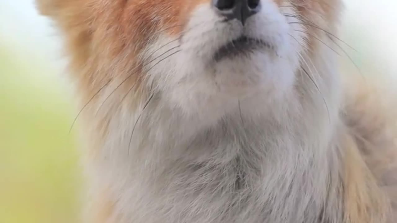 A beautyfull Fox in the jungle