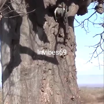 A Hadza tribe climbing a huge tree to get down a Baboon as food