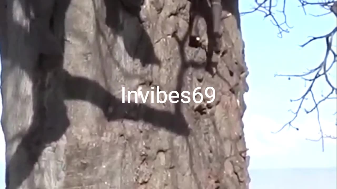 A Hadza tribe climbing a huge tree to get down a Baboon as food