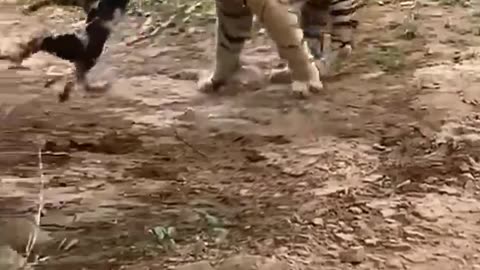 Tiger killed dog at zone 2 Ranthambore National Park