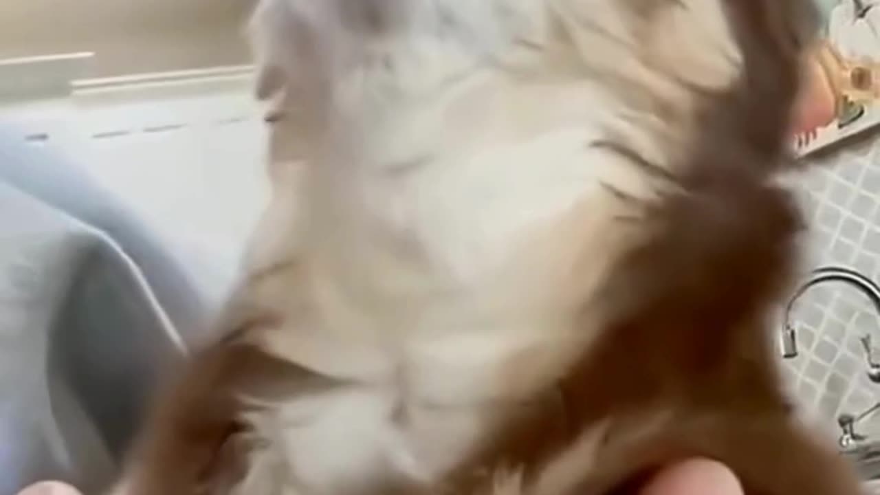 FUNNY ANIMAL COMPILATIONS - PART 72