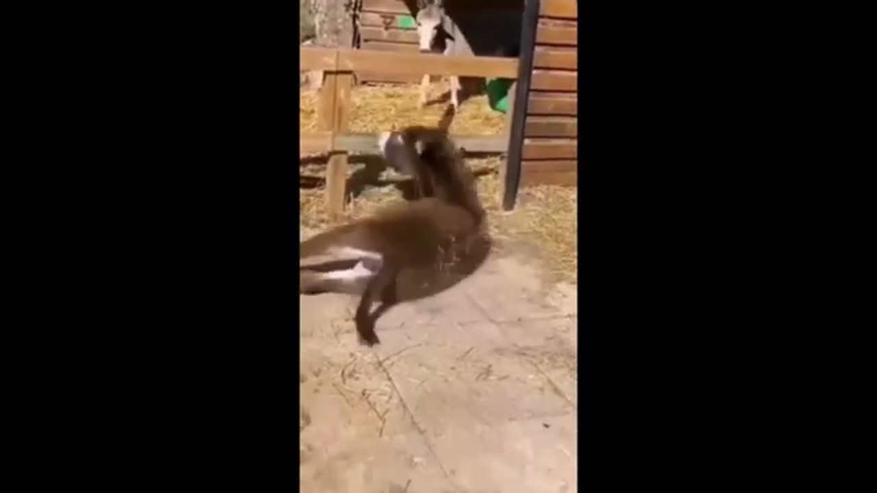 ADORABLE ANIMALS