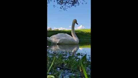 Elegant Swan 🦢✨ | Magical Moment by the Water 🌿