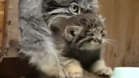 Pallas cat mistrusts zoo visitors