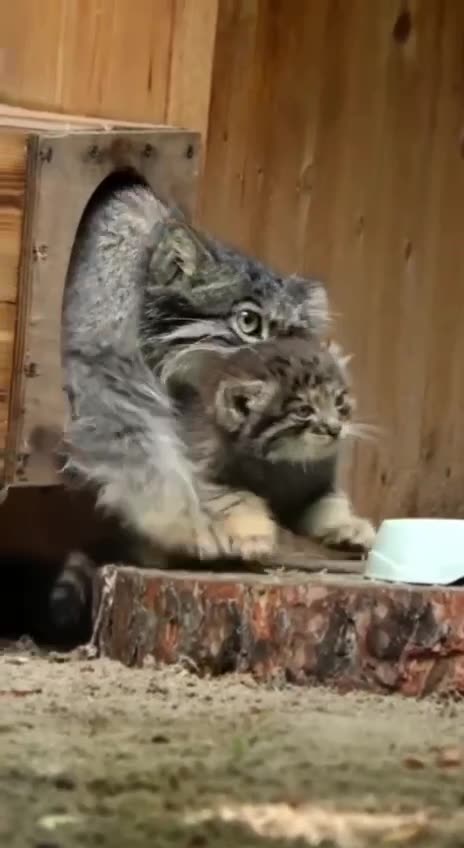 Pallas cat mistrusts zoo visitors