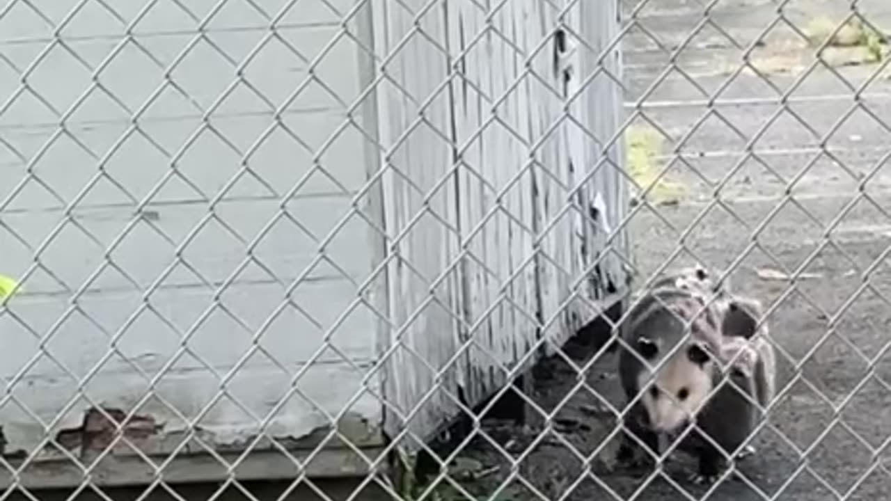 Kindergarten school transportation bus 😊