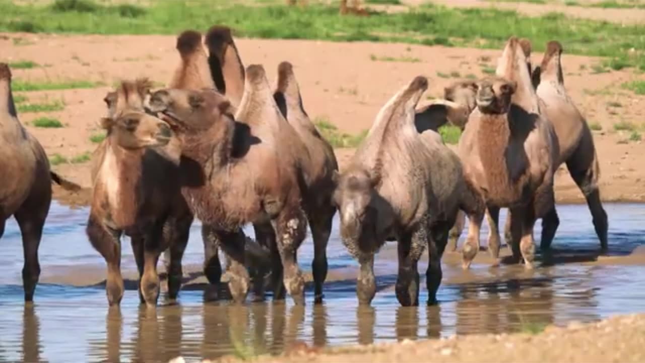 Animal Adventures: Journey Through the Wild