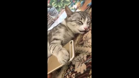 Funny animals - Funny cats _ dogs - Funny animal videos p4