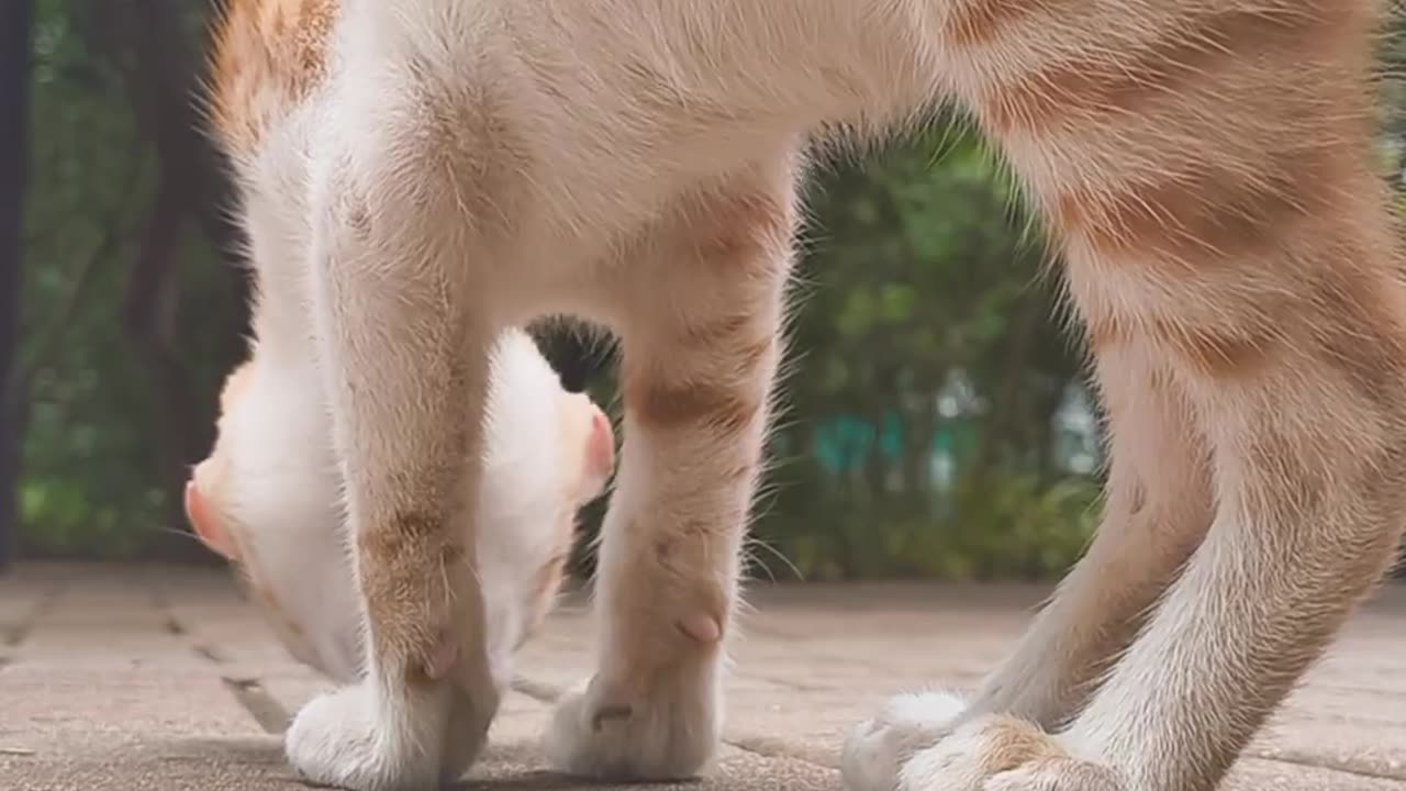 😍🐈 Watch This Adorable Cat's Reaction To A Centipede! | FeedMyCuriosity