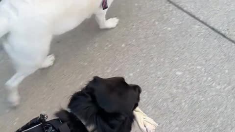 😂🦴 Fatty the Flatty's Hilarious Walk with His Security Bone! | FunFM