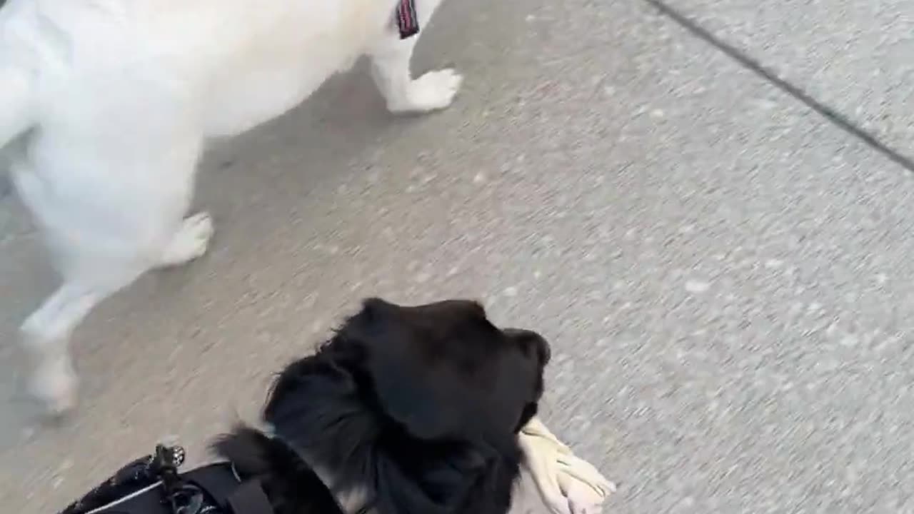 😂🦴 Fatty the Flatty's Hilarious Walk with His Security Bone! | FunFM