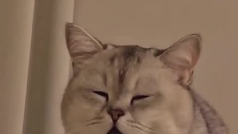 When tiny tigers has to socialize but feel sleepy and couldnt stand it anymore