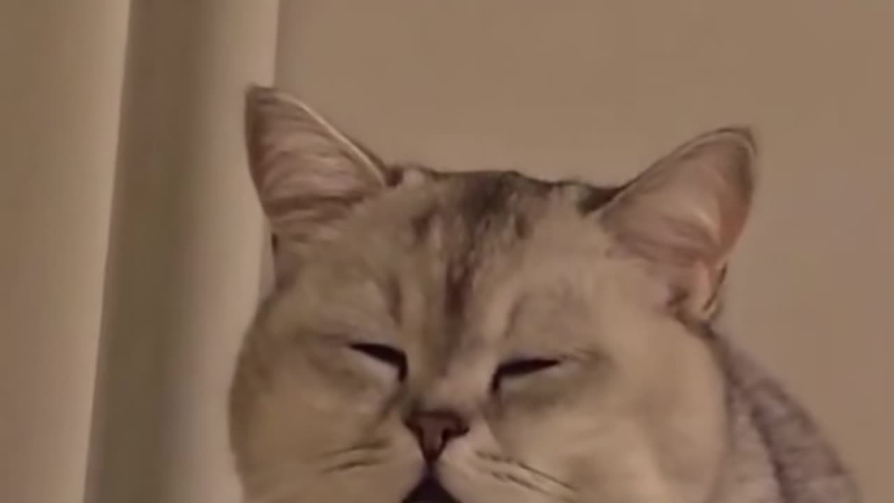When tiny tigers has to socialize but feel sleepy and couldnt stand it anymore