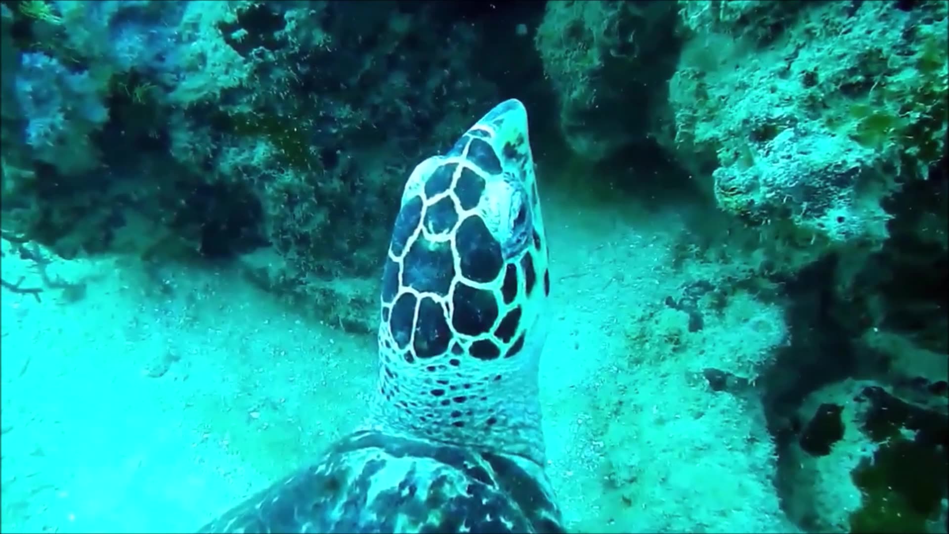 Golden Tree Maritime Pine Tree June 2023