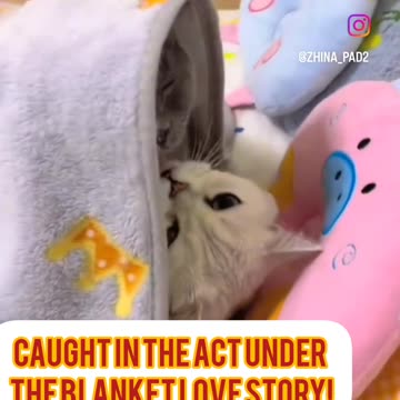 Cozy Cat Romance رابطه عاشقانه زیر پتو