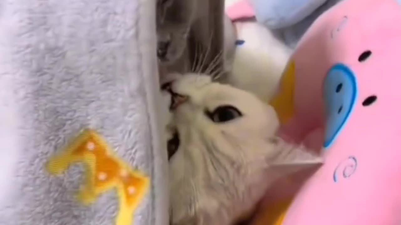 Cozy Cat Romance رابطه عاشقانه زیر پتو