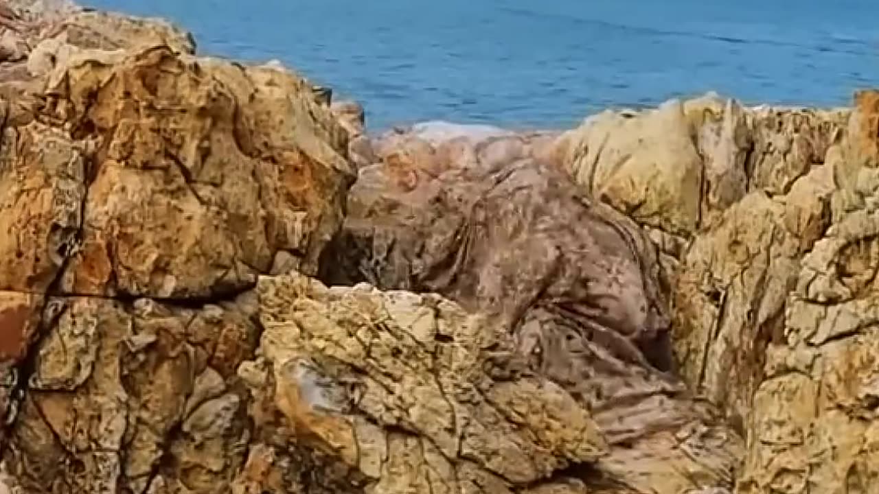 The best camouflage moment 🥶