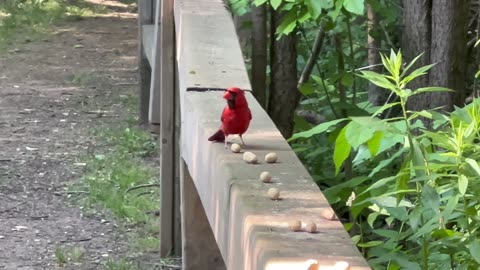 Male Cardinal vs peanut shell