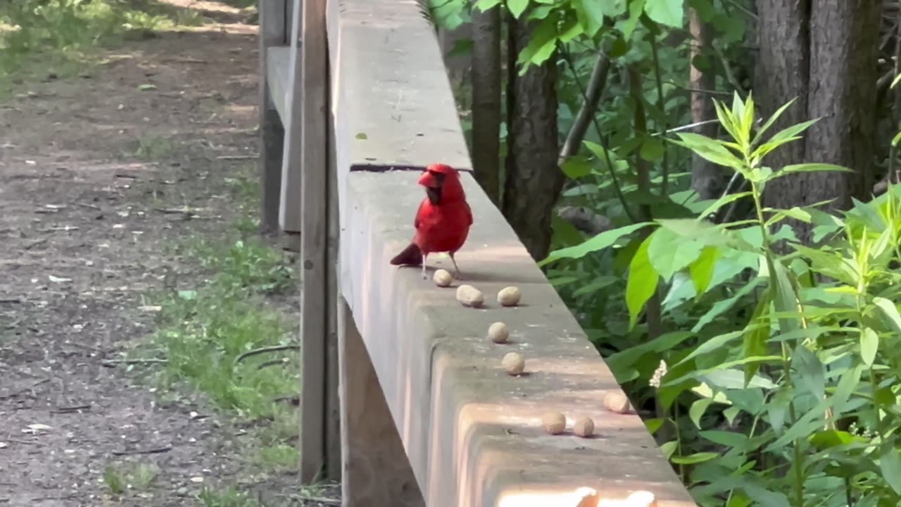Male Cardinal vs peanut shell