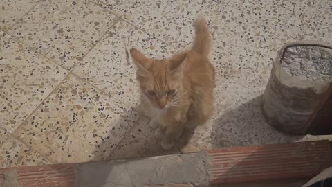 Cats