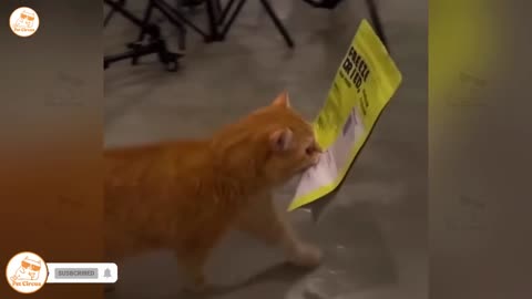 Funny Animals Video