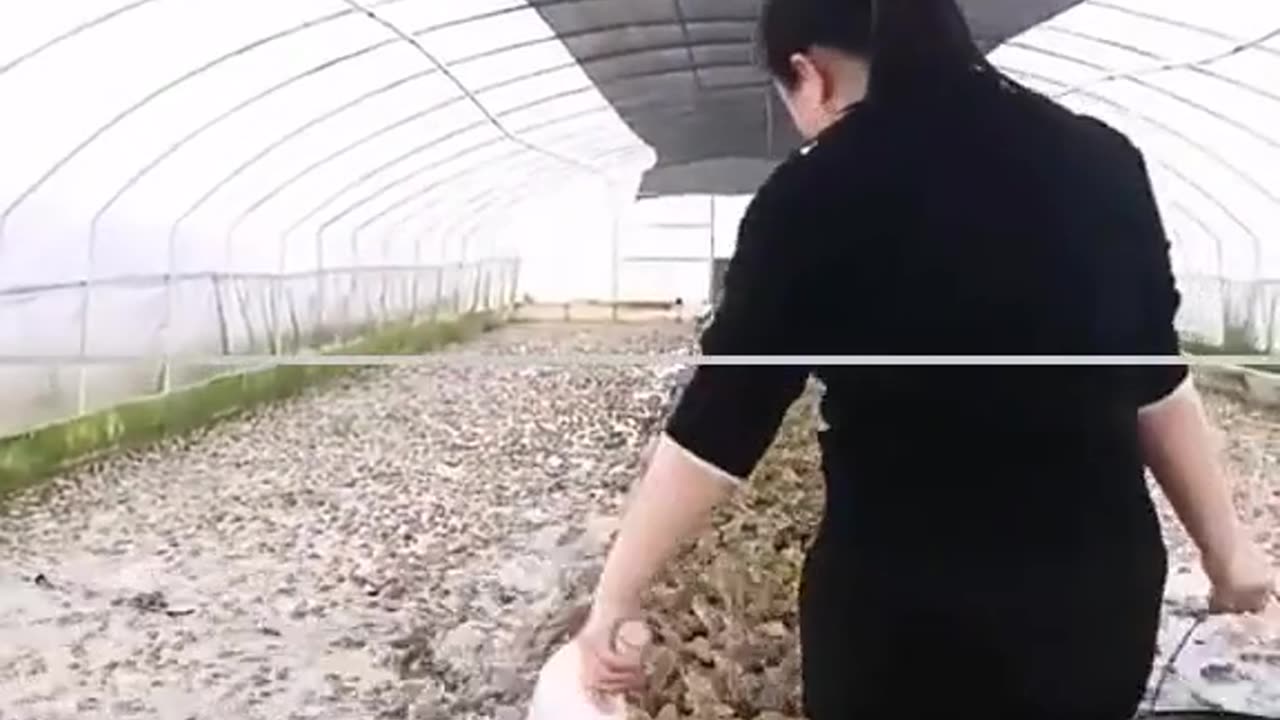 Ideas fox part 37