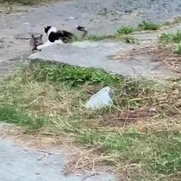 #120 Funniest Cats And Dogs videos 🐶🐱 #funny #animals #cuteanimals