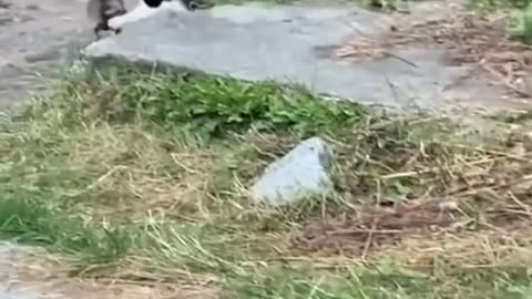 #120 Funniest Cats And Dogs videos 🐶🐱 #funny #animals #cuteanimals